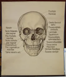 Cartaz de um crânio humano