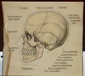 Poster da vista lateral de um crânio humano