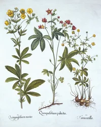 Potentillas, de Hortus Eystettensis, de Basil Besler (1561-1629), pub. 1613 (gravura colorida à mão)