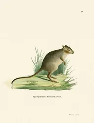 Potoroo (gravação a cores)