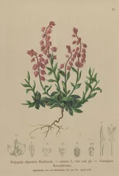 Milkwort pré-alpino (Polygala alpestris, Polygala amara var. Aut. Pl., Polygala braquíptera)