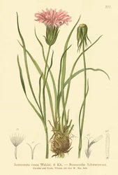 Roxo, Vipers-grass, (Scorzonera, rosea, Scorzonera, purpurea, subsp., Rosea)