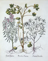 Purslane, Summer Savory e Winter Savory, de Hortus Eystettensis, de Basil Besler (1561-1629), pub. 1613 (gravura colorida à mão)