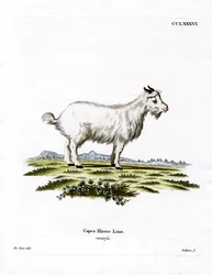 Cabra Pigmeu (gravação colorida)