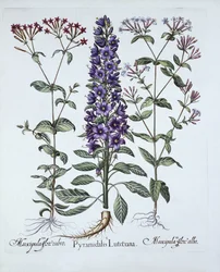 Campanula piramidal, Muscipulas, de Hortus Eystettensis, por Basil Besler (1561-1629), pub. 1613 (gravura colorida à mão)