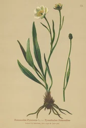 Aranha dos Pirinéus (Ranunculus Pyrenaeus)