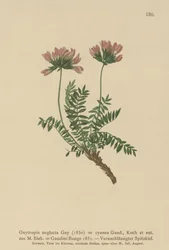 Leitão pirenaico (Oxytropis neglecta, Oxytropis cyanea, Oxytropis Gaudini, Oxytropis albana, Oxytropis caucasica, Oxytropis pyrenaica, astrágalo pirenaicus)