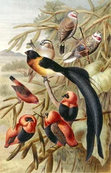 Quelea, prato de "Brehms Tierleben": Allgemeine Kunde des Tierreichs", vol 4, p. 352, publicado pelo Bibliographisches Institut