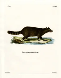 Raccoon (gravura colorida)