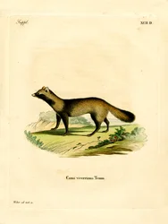 Raccoon Dog (gravura colorida)