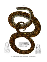 Arco-íris Boa (cor litho)
