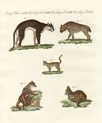 Animais rapaces