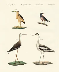 Pássaros alemães raros (gravura colorida)