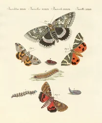 Raras borboletas alemãs nocturnas (gravura colorida)