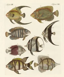Peixe indiano raro