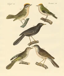 Raras e belas aves europeias e alemãs (gravura colorida)