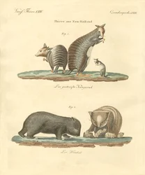 Animais raros na Austrália (gravura colorida)