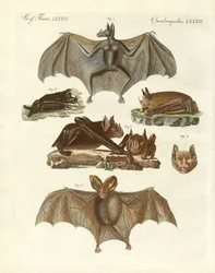 Morcegos raros (gravura colorida)