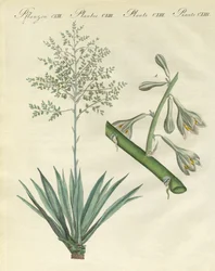 Plantas raras estrangeiras (gravura colorida)