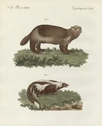 Animais raros de quatro pés (gravura colorida)