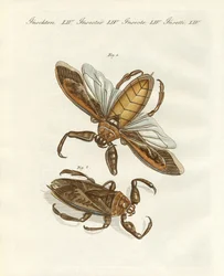 Insectos raros (gravura colorida)