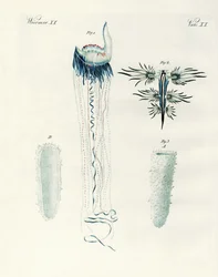 Tipos raros de moluscos (gravura colorida)