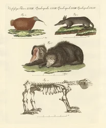 Mamíferos raros (gravura colorida)