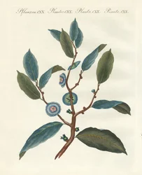 Plantas ornamentais raras