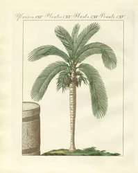 Árvores raras (gravura colorida)