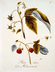 Framboesa, ilustração de um livro de flores silvestres alemãs por Johann Daniel von Reitter, publicado c.1803-5