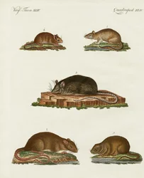Ratos e camundongos