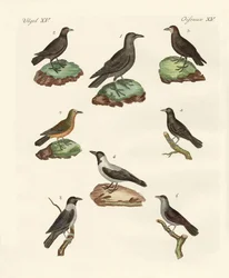Corvos, corvos e daws