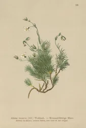 Calota de Areia Recurvada (Alsine recurva, Minuartia recurva)