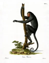 Macaco-aranha de face vermelha (gravura colorida)