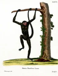 Macaco-aranha de face vermelha (gravura colorida)