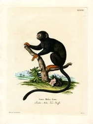 Tamarin de mão vermelha (gravação a cores)