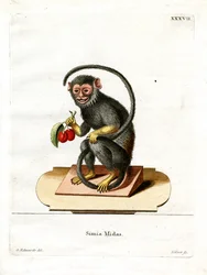 Tamarin de mão vermelha (gravação a cores)