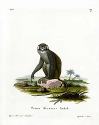 Macaco-de-cauda-vermelha