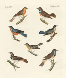 Redbreasts, bluethroats e yellowthroats