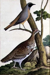 Rabirruivo-de-testa-branca (Phoenicurus phoenicurus) e galinha-das-avelãs, c.1740