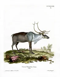 Renas (gravura colorida)