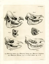 Rhino Skulls (gravura colorida)