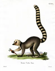 Lémur de cauda anelar (gravação colorida)