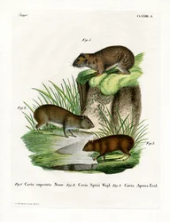 Rock Cavy (gravura colorida)