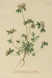 Trevo de rocha (Trifolium saxatile)