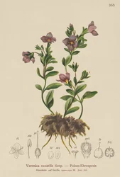 Rock Speedwell (Veronica saxatilis)