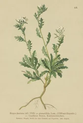 Agrião (Braña dentata, Braya pinnatifida, Murbeckiella pinnatifida, Arabeta pennatifide, Erba Cornacchia pennatifida)