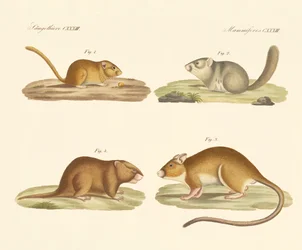 Roedores (gravura colorida)