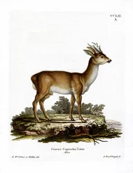 Veado (gravura colorida)