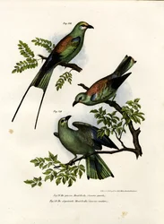 Rolo, 1864